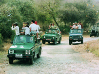 Jeep Safari - Ranthambore
