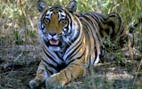 Tiger at Ranthambore National Park
