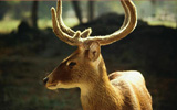 Wildlife - Periyar